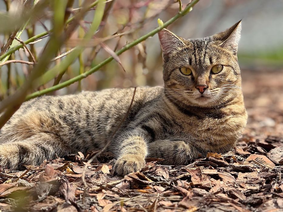 Молодая кошечка ищет дом