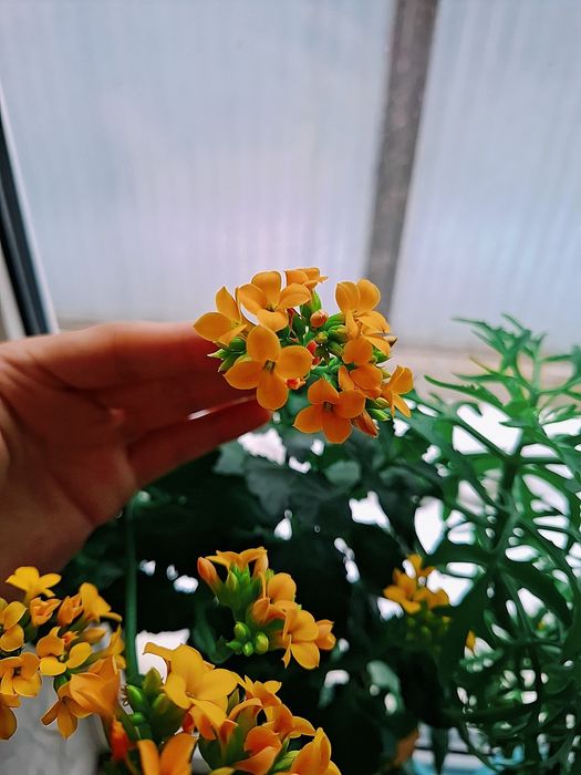 Продам цветы Каланхоэ