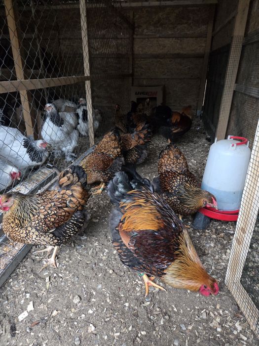 Oua incubat Brahma Hd, Wyandotte gsg