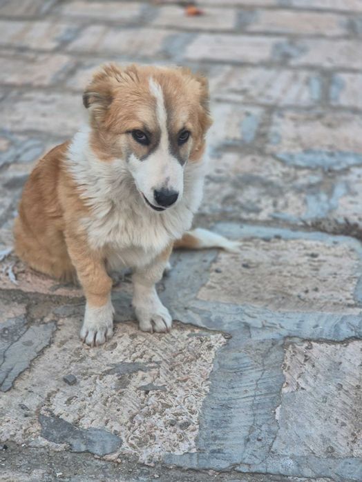 Королевская собака Корги