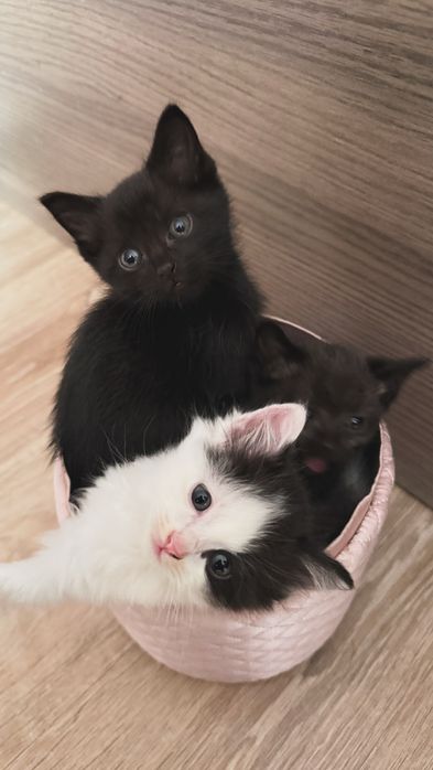 Котята в добрые руки только