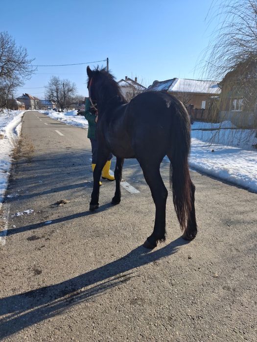 Vând mânz in vârstă de un an
