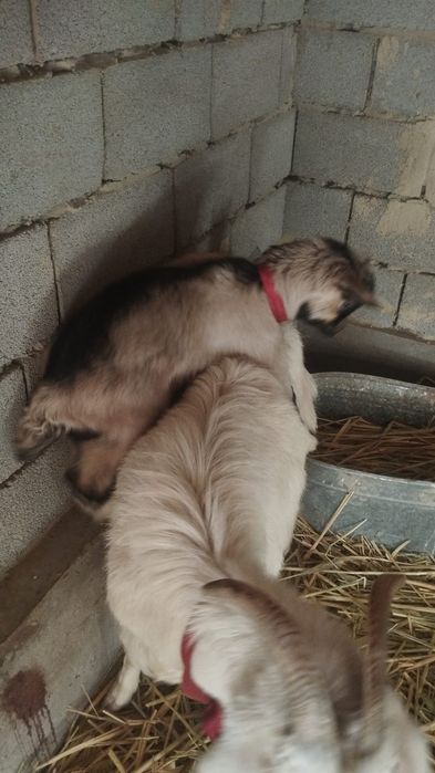 Ешки сатылады! Жагдайы жаксы