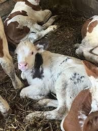 Vaca  românească