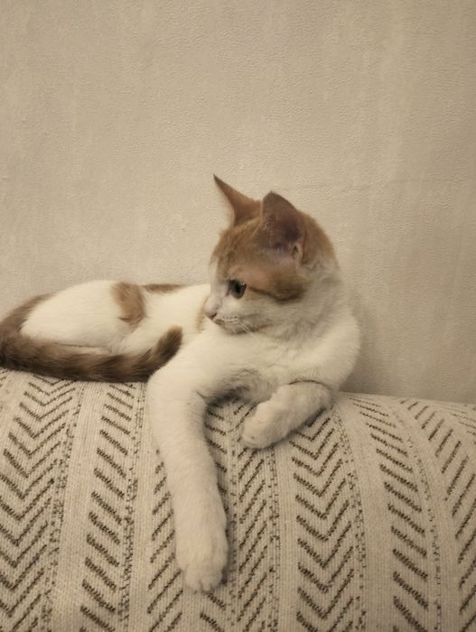 Отдам котёнка в добрые руки