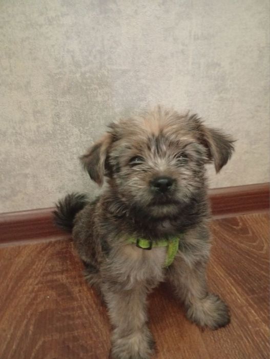 Продаю щенка Йорка