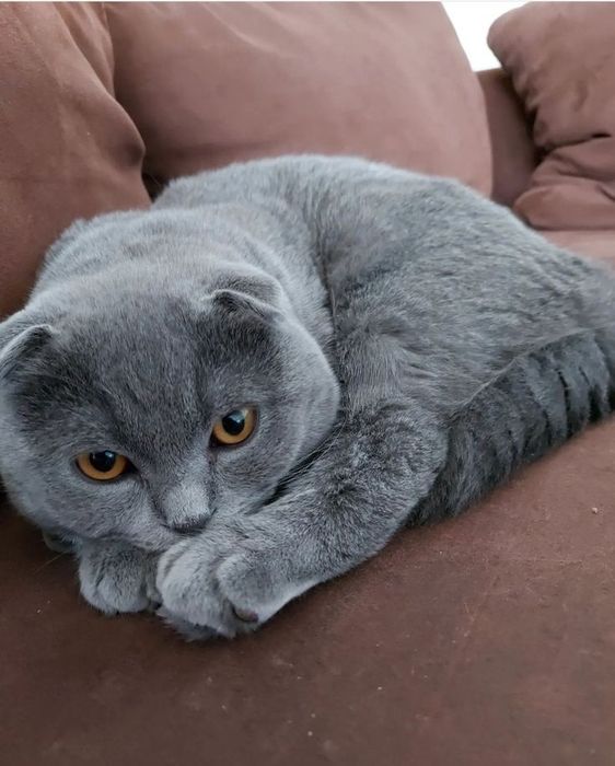 Продается шотландская вислоухая кошка