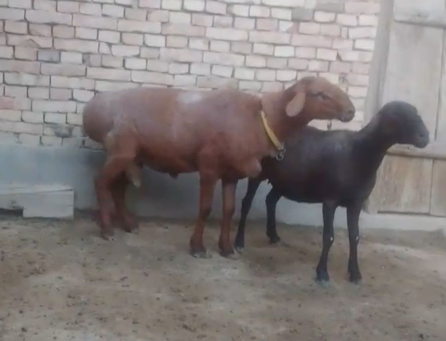 Qõy va qõchqor sotiladi.