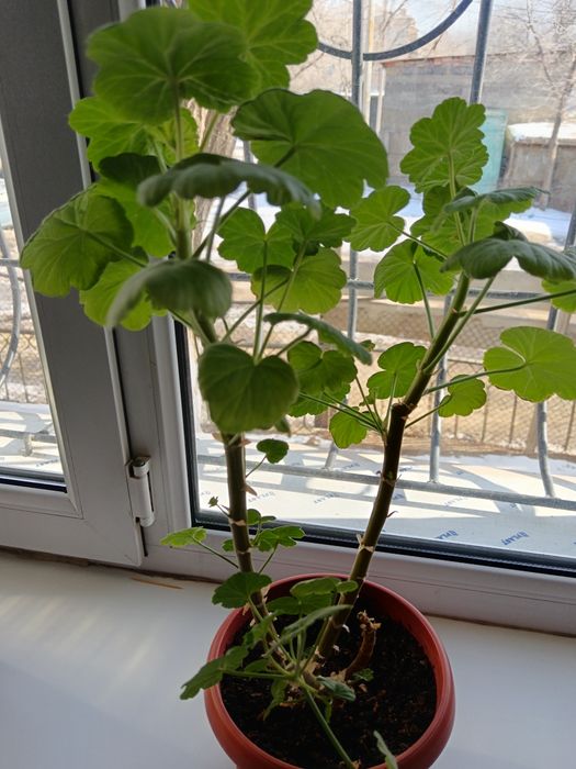 Комнатные цветы продам