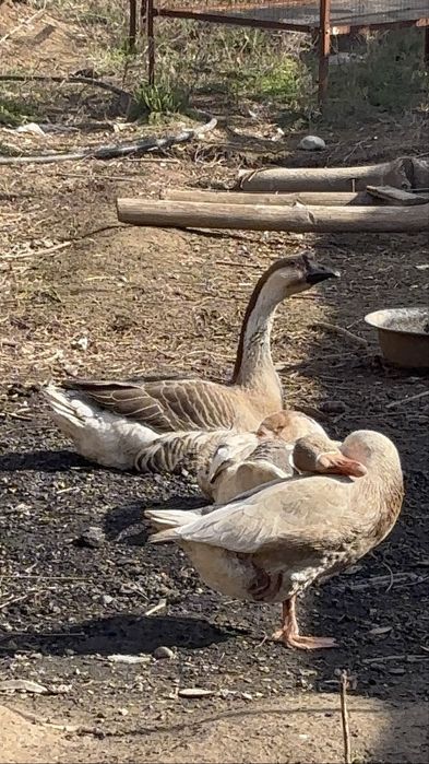 Қаз сатылады шымкент кайтпас2