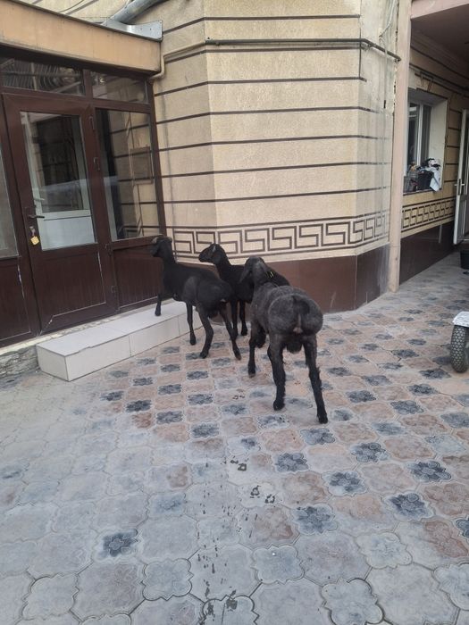 Қошқарлар сатылатын