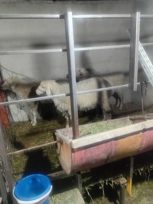 Қой тоқтылар сатылады 85000тг