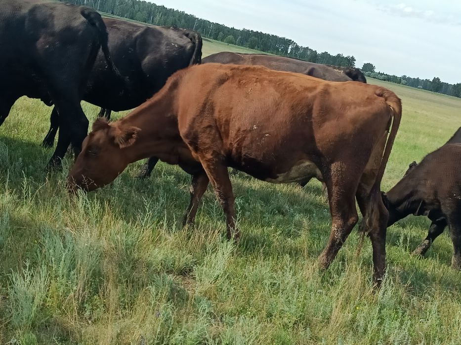 Продам коров Ангусы