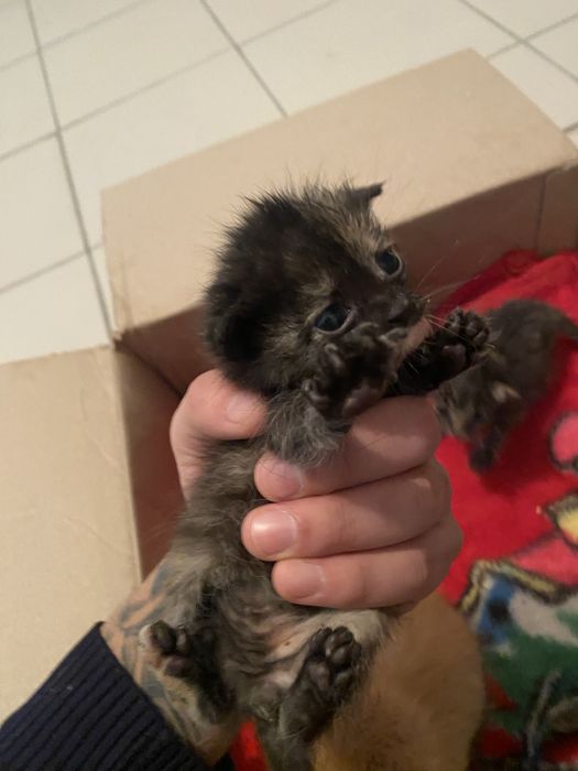 Котенки вислоухие