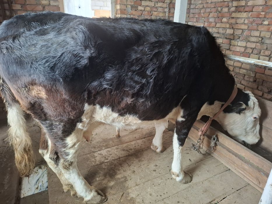 Сиыр сатылады (Сиыр)