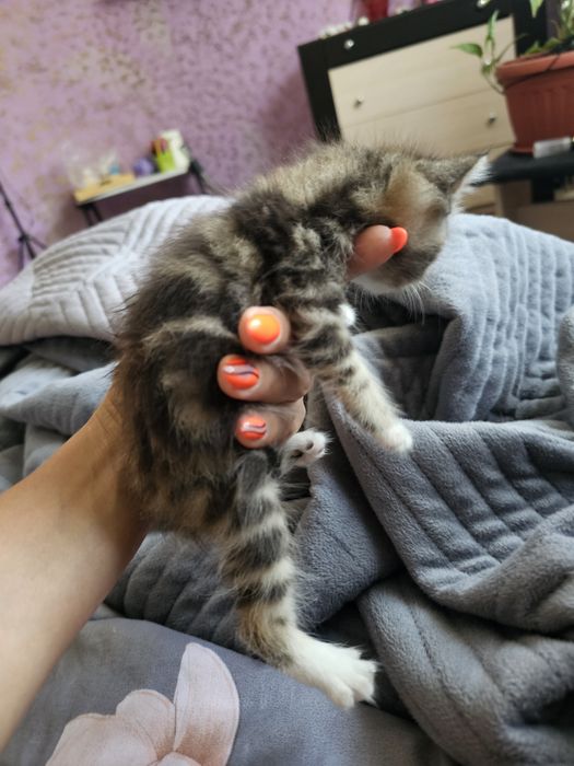 Шотландцы прямоушки.