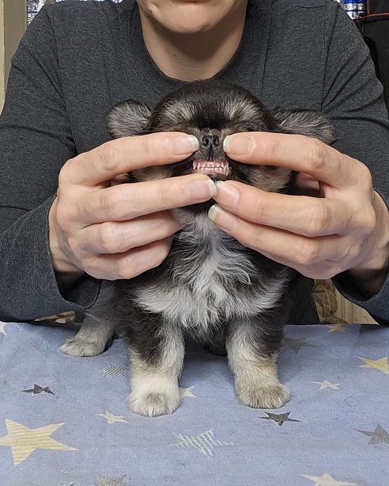 Щенки чихуахуа  мальчики