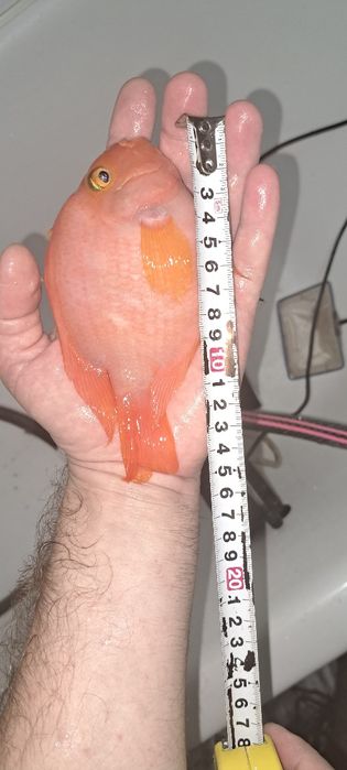 Продам Цихлиду Попугай (Blood Parrot)