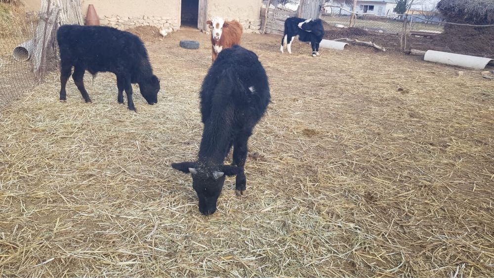 Үш бұқа бір қашар төрт бас бірге сатылады