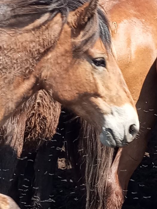 Продам или обменяю