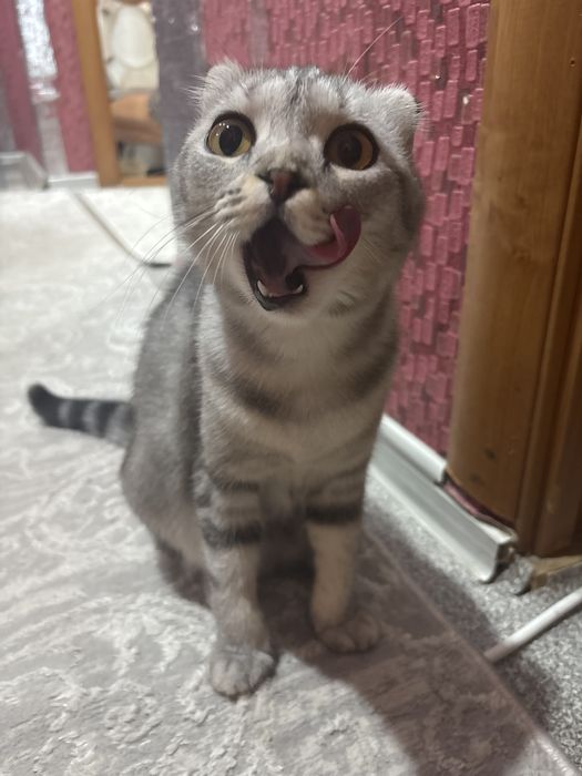 Отдам кошку шотландку