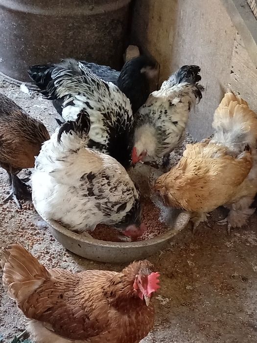 Продам молодых курей и петушков