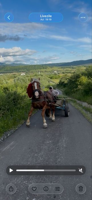 De vanzare manz de 3 ani