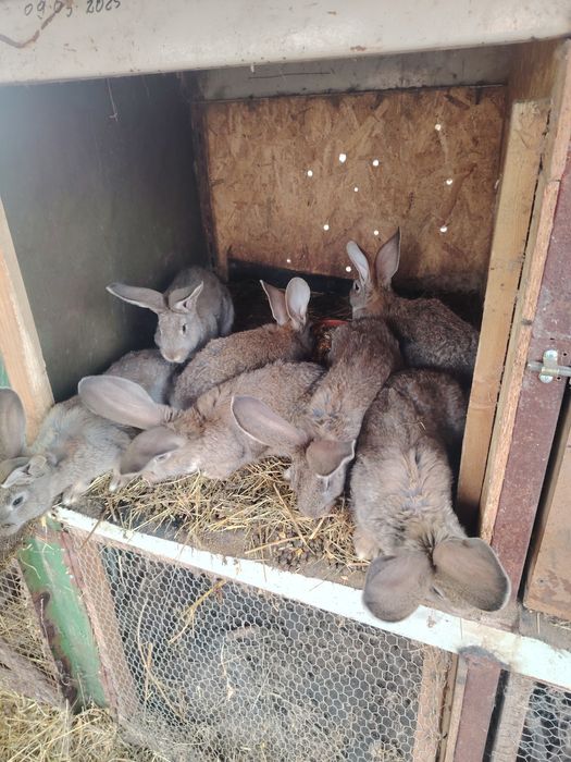 Iepurasi urias german