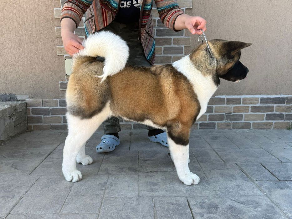 Mascul Akita American