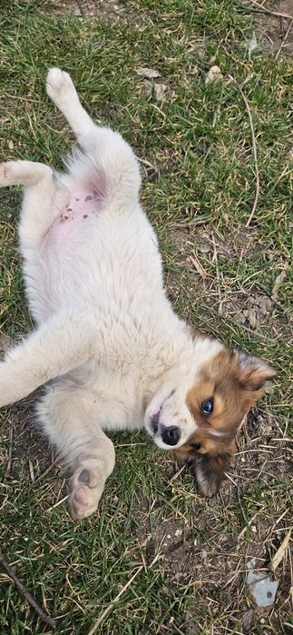 Catelus  gratuit 2 luni