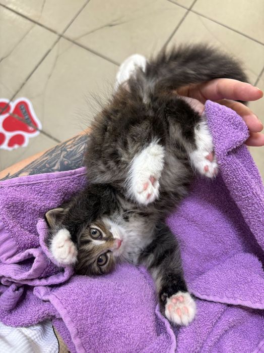 Отдам котенка в добрые руки