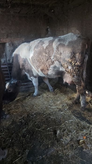 Крава заплодена във 5 месец