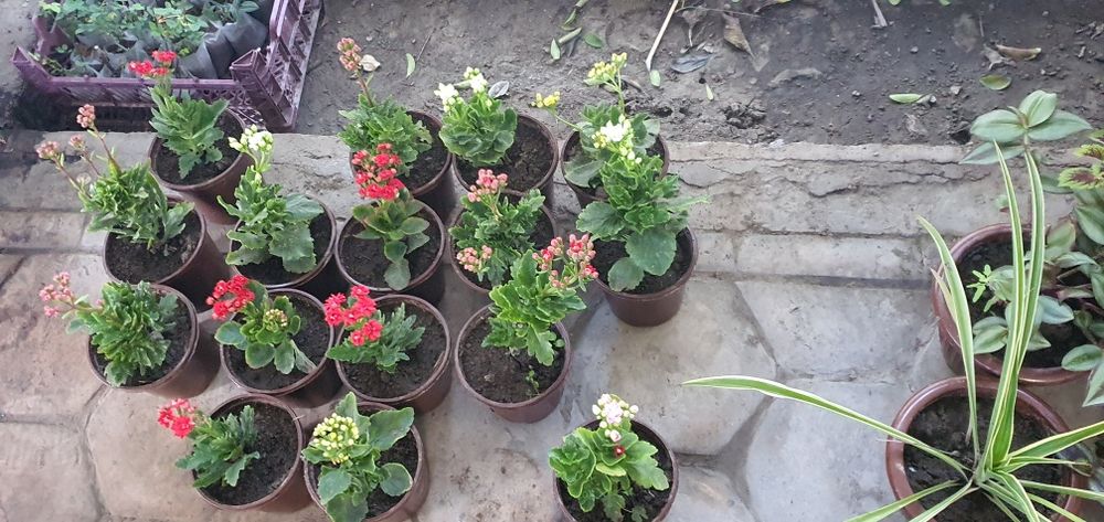 100 dan ortiq gular optim narxlarda   narxlari 15.000dan 60.000 gacha