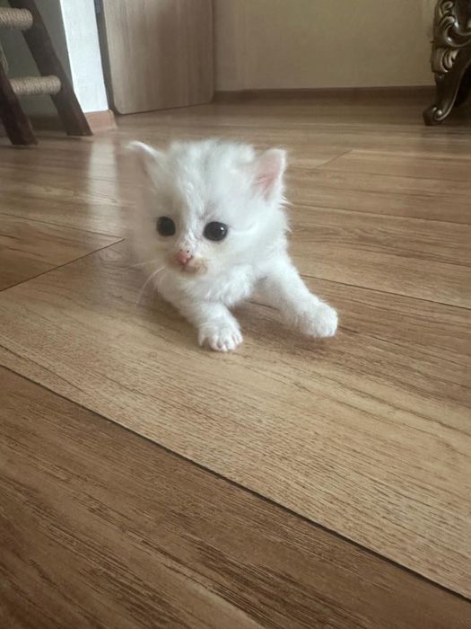 Отдам котенка в добрые руки