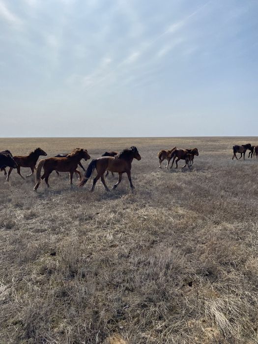 Айғыр сатылады