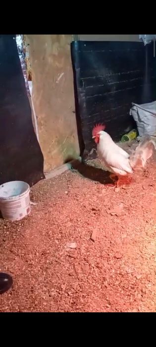 Домашние легорн петухи