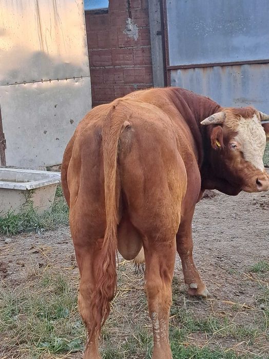 Vand tauras de 1 an si 10 luni