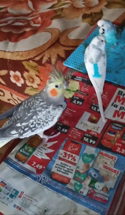 Vand Marele Alexander ,doi perusi si o nimfa