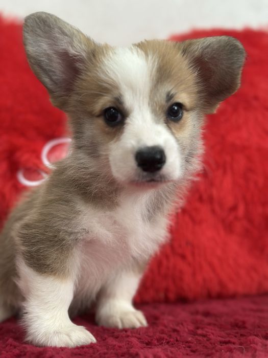 Девочки вельш корги пемброк