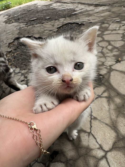 Отдаем котят в добрые руки