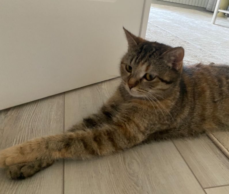 Кошка ищет дом. .