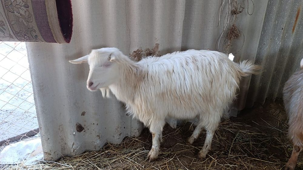 Продоются козы и козлята