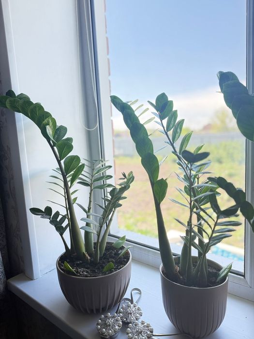 Долларовое дерево