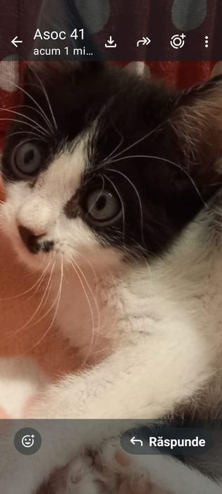 Adoptie pui pisica