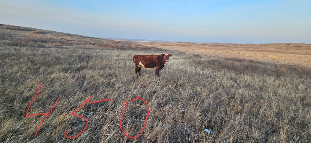 Продаю тёлок здоровых срочно