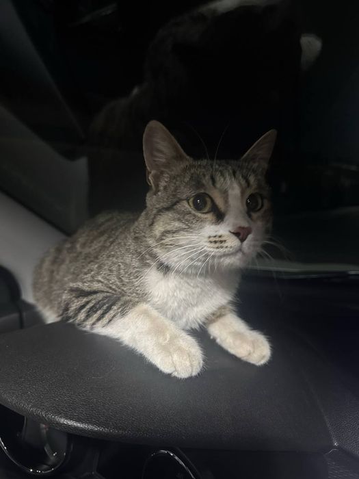 Котенка в добрые руки