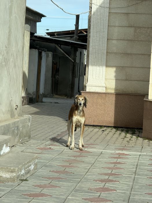 Тазы күшіктер сатылады