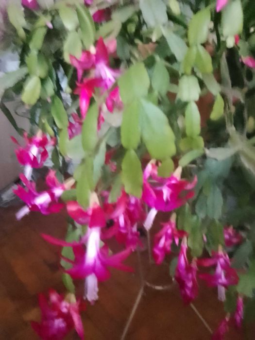 Продавам коледниче