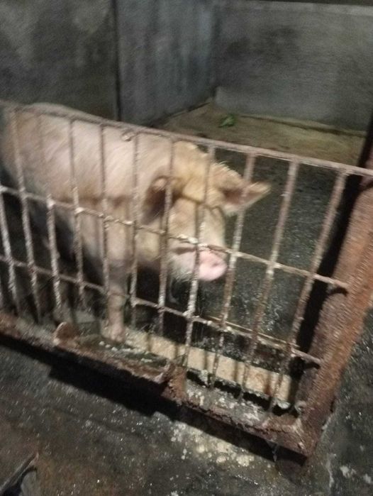 Продам кабана производителя