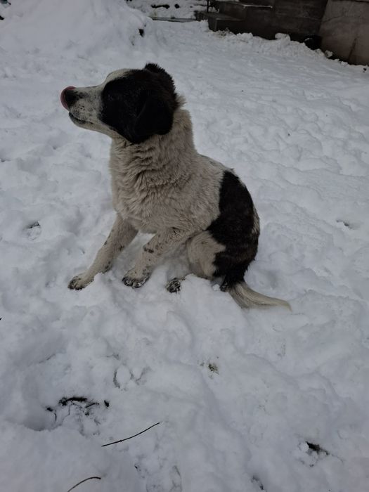 Отдам бесплатно щенка